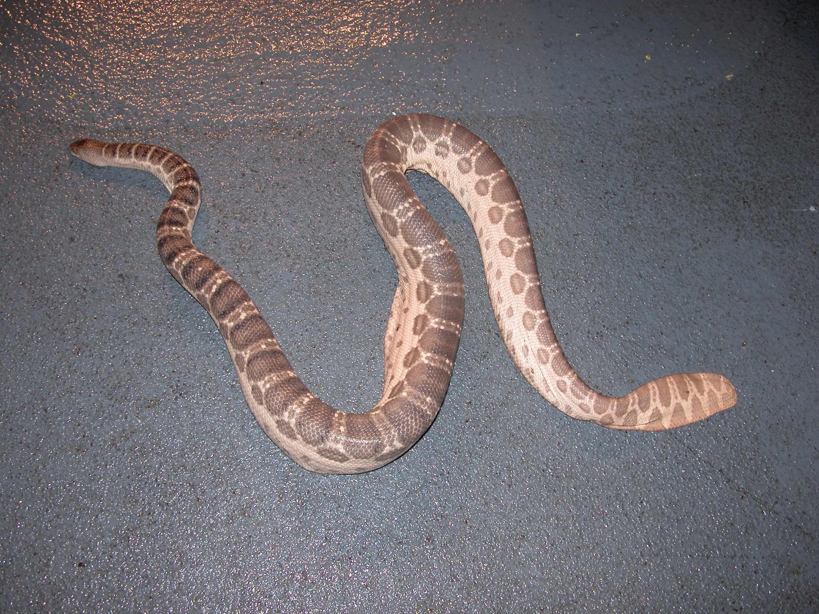 Hydrophis ocellatus from Broome Photo Arne R. Rasmussen